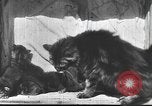 Standbild Mutter Katze und Wurf Kätzchen in einer Box United States USA, 1916, aus Sekunde 16 historischem Filmmaterial Videoclip 65675058507
