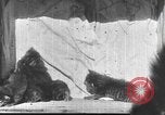 Standbild Mutter Katze und Wurf Kätzchen in einer Box United States USA, 1916, aus Sekunde 17 historischem Filmmaterial Videoclip 65675058507