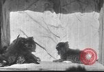 Standbild Mutter Katze und Wurf Kätzchen in einer Box United States USA, 1916, aus Sekunde 18 historischem Filmmaterial Videoclip 65675058507