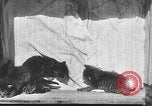 Standbild Mutter Katze und Wurf Kätzchen in einer Box United States USA, 1916, aus Sekunde 19 historischem Filmmaterial Videoclip 65675058507