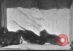 Standbild Mutter Katze und Wurf Kätzchen in einer Box United States USA, 1916, aus Sekunde 20 historischem Filmmaterial Videoclip 65675058507