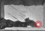 Standbild Mutter Katze und Wurf Kätzchen in einer Box United States USA, 1916, aus Sekunde 21 historischem Filmmaterial Videoclip 65675058507