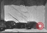 Standbild Mutter Katze und Wurf Kätzchen in einer Box United States USA, 1916, aus Sekunde 22 historischem Filmmaterial Videoclip 65675058507