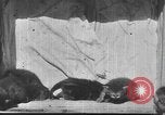 Standbild Mutter Katze und Wurf Kätzchen in einer Box United States USA, 1916, aus Sekunde 23 historischem Filmmaterial Videoclip 65675058507