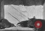 Standbild Mutter Katze und Wurf Kätzchen in einer Box United States USA, 1916, aus Sekunde 24 historischem Filmmaterial Videoclip 65675058507