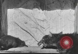 Standbild Mutter Katze und Wurf Kätzchen in einer Box United States USA, 1916, aus Sekunde 25 historischem Filmmaterial Videoclip 65675058507