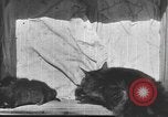 Standbild Mutter Katze und Wurf Kätzchen in einer Box United States USA, 1916, aus Sekunde 26 historischem Filmmaterial Videoclip 65675058507