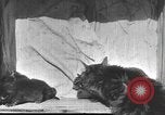 Standbild Mutter Katze und Wurf Kätzchen in einer Box United States USA, 1916, aus Sekunde 27 historischem Filmmaterial Videoclip 65675058507