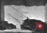 Standbild Mutter Katze und Wurf Kätzchen in einer Box United States USA, 1916, aus Sekunde 28 historischem Filmmaterial Videoclip 65675058507