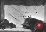 Standbild Mutter Katze und Wurf Kätzchen in einer Box United States USA, 1916, aus Sekunde 29 historischem Filmmaterial Videoclip 65675058507