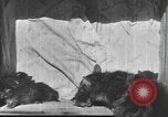 Standbild Mutter Katze und Wurf Kätzchen in einer Box United States USA, 1916, aus Sekunde 30 historischem Filmmaterial Videoclip 65675058507