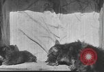 Standbild Mutter Katze und Wurf Kätzchen in einer Box United States USA, 1916, aus Sekunde 31 historischem Filmmaterial Videoclip 65675058507
