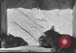 Standbild Mutter Katze und Wurf Kätzchen in einer Box United States USA, 1916, aus Sekunde 32 historischem Filmmaterial Videoclip 65675058507