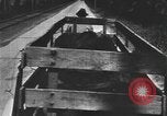 Standbild einen offenen Lkw beladen mit Schweinen Laufwerke auf den Markt in den USA United States USA, 1916, aus Sekunde 41 historischem Filmmaterial Videoclip 65675058510