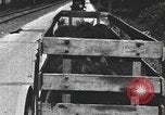 Standbild einen offenen Lkw beladen mit Schweinen Laufwerke auf den Markt in den USA United States USA, 1916, aus Sekunde 53 historischem Filmmaterial Videoclip 65675058510