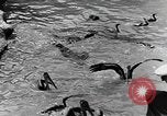 Image of Works Progress Administration project Chicago Illinois USA, 1937, second 19 stock footage video 65675058517