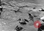 Image of Works Progress Administration project Chicago Illinois USA, 1937, second 26 stock footage video 65675058517