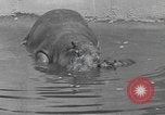 Immagine di Ippopotamo Brookfield Illinois USA, 1935, secondo 3 filmato di repertorio 65675058526
