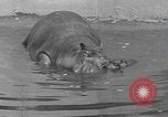Immagine di Ippopotamo Brookfield Illinois USA, 1935, secondo 4 filmato di repertorio 65675058526