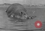 Immagine di Ippopotamo Brookfield Illinois USA, 1935, secondo 5 filmato di repertorio 65675058526