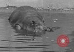 Immagine di Ippopotamo Brookfield Illinois USA, 1935, secondo 6 filmato di repertorio 65675058526