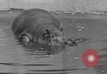 Immagine di Ippopotamo Brookfield Illinois USA, 1935, secondo 7 filmato di repertorio 65675058526