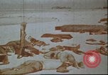 Image of United States 2nd Marine Division casualties at Tarawa Tarawa Gilbert Islands, 1944, second 11 stock footage video 65675058545