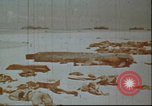 Image of United States 2nd Marine Division casualties at Tarawa Tarawa Gilbert Islands, 1944, second 14 stock footage video 65675058545