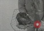 Immagine di Gli uccelli acquatici Cape Cod Massachusetts USA, 1967, secondo 21 filmato di repertorio 65675058601