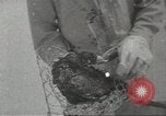Immagine di Gli uccelli acquatici Cape Cod Massachusetts USA, 1967, secondo 22 filmato di repertorio 65675058601