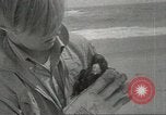 Immagine di Gli uccelli acquatici Cape Cod Massachusetts USA, 1967, secondo 30 filmato di repertorio 65675058601