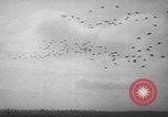 Image of maneuvers Puerto Rico, 1950, second 40 stock footage video 65675058614