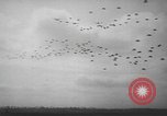 Image of maneuvers Puerto Rico, 1950, second 41 stock footage video 65675058614