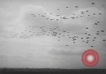 Image of maneuvers Puerto Rico, 1950, second 42 stock footage video 65675058614