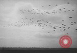 Image of maneuvers Puerto Rico, 1950, second 43 stock footage video 65675058614