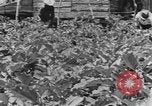 Image of National Youth Administration Puerto Rico, 1941, second 57 stock footage video 65675058626