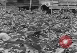 Image of National Youth Administration Puerto Rico, 1941, second 59 stock footage video 65675058626