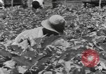 Image of National Youth Administration Puerto Rico, 1941, second 61 stock footage video 65675058626