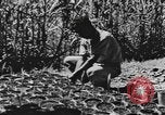 Standbild National Youth Administration Rio Piedras Puerto Rico, 1941, aus Sekunde 28 historischem Filmmaterial Videoclip 65675058627