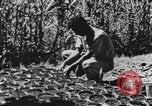 Standbild National Youth Administration Rio Piedras Puerto Rico, 1941, aus Sekunde 29 historischem Filmmaterial Videoclip 65675058627