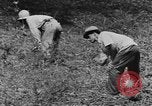 Standbild US-Flugzeug Virgin Islands, 1941, aus Sekunde 45 historischem Filmmaterial Videoclip 65675058638