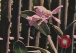 Standbild Küste Virgin Islands, 1941, aus Sekunde 54 historischem Filmmaterial Videoclip 65675058640