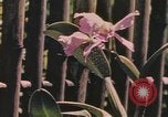 Standbild Küste Virgin Islands, 1941, aus Sekunde 55 historischem Filmmaterial Videoclip 65675058640