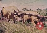 Standbild Rinder ziehen einen Pflug Puerto Rico, 1941, aus Sekunde 1 historischem Filmmaterial Videoclip 65675058641