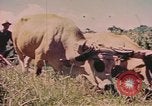 Standbild Rinder ziehen einen Pflug Puerto Rico, 1941, aus Sekunde 3 historischem Filmmaterial Videoclip 65675058641