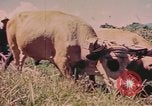 Standbild Rinder ziehen einen Pflug Puerto Rico, 1941, aus Sekunde 4 historischem Filmmaterial Videoclip 65675058641