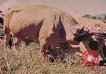 Standbild Rinder ziehen einen Pflug Puerto Rico, 1941, aus Sekunde 5 historischem Filmmaterial Videoclip 65675058641