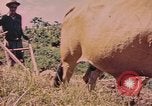 Standbild Rinder ziehen einen Pflug Puerto Rico, 1941, aus Sekunde 12 historischem Filmmaterial Videoclip 65675058641