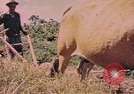 Standbild Rinder ziehen einen Pflug Puerto Rico, 1941, aus Sekunde 13 historischem Filmmaterial Videoclip 65675058641