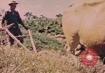 Standbild Rinder ziehen einen Pflug Puerto Rico, 1941, aus Sekunde 14 historischem Filmmaterial Videoclip 65675058641